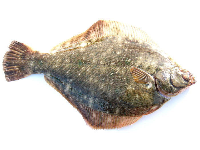 マコガレイ (真子鰈)－八王子釣りし隊の魚図鑑