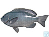 Wi